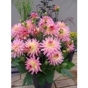 Dahlia Melody Gipsy - Dália