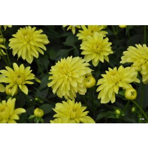 Dahlia Melody Latin - Dália