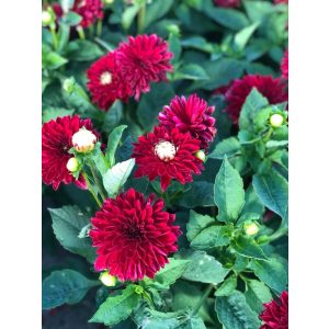 Dahlia Melody Mambo - Dália