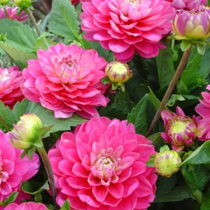 Dahlia Melody Pink Allegro - Dália