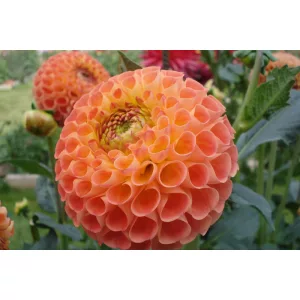 Dahlia Mirella - Dália