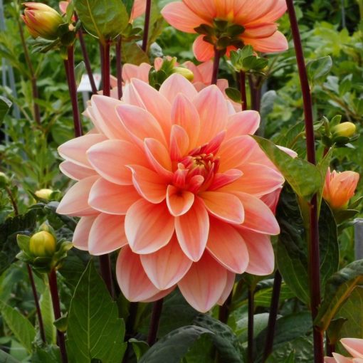 Dahlia Mister Frans - Dália