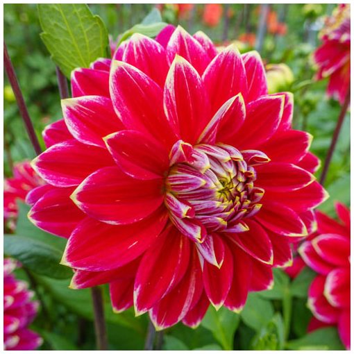 Dahlia Mister Optimist - Dália