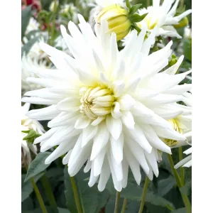 Dahlia My Love - Dália