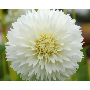 Dahlia Myama Fubuki - Dália