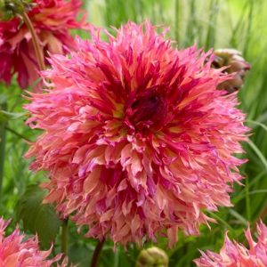 Dahlia Myrtles Folly - Dália