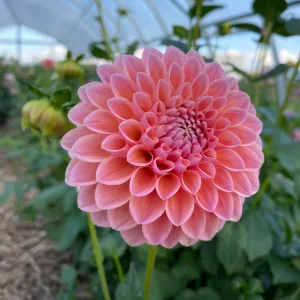 Dahlia Nathalie G. - Dália