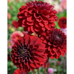 dahlia-Night-Queen