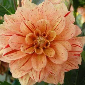 Dahlia Nonette (I.) - Dália