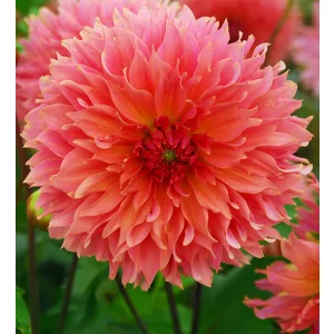 Dahlia Orange Fubuki - Dália
