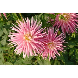 Dahlia Park Princess - Dália