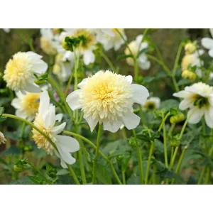 dahlia-Platinum-Blonde