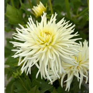Dahlia Playa Blanca - Dália