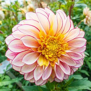 Dahlia Polka - Dália