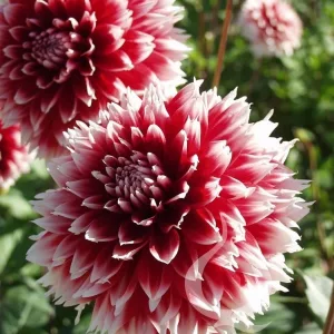 Dahlia Red and White Fubuki - Dália