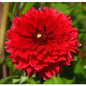 Dahlia Red Fubuki (I.) - Dália