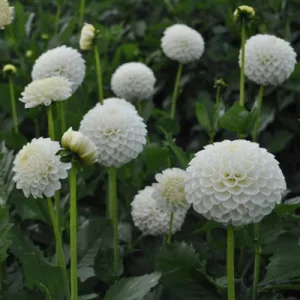 Dahlia Ryecroft Jan - Dália