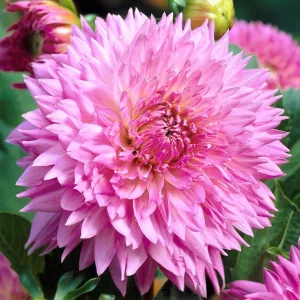 Dahlia Sakura Fubuki (I.) - Dália