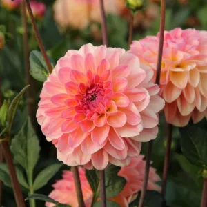 Dahlia Sebastian - Dália