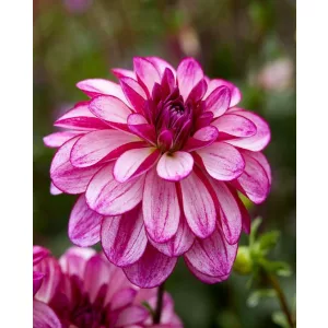 Dahlia Seduction - Dália