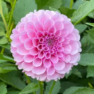 Dahlia Stolze von Berlin - Dália