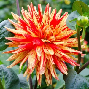 Dahlia Striped Vulcan - Dália