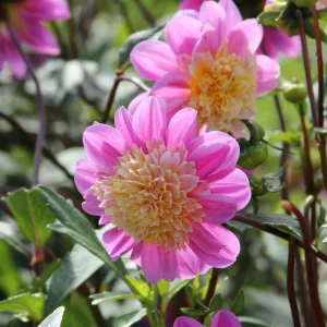 Dahlia Take Off - Dália