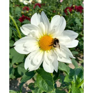 dahlia-Twynings-White-Cocolate