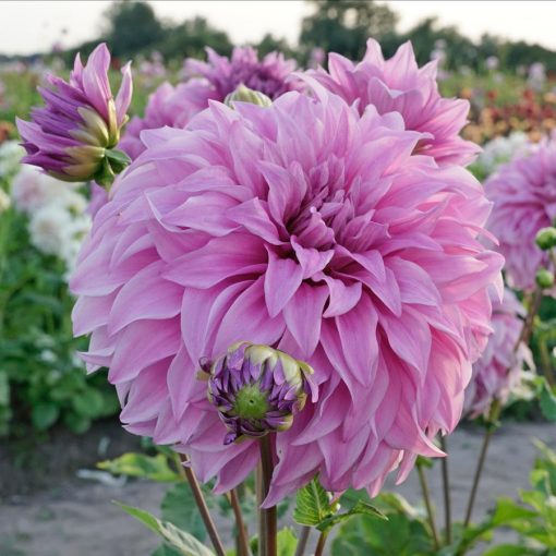 Dahlia Vassio Meggos - Dália