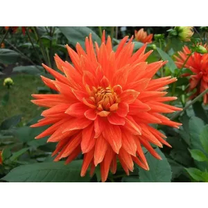 Dahlia Vulcan - Dália