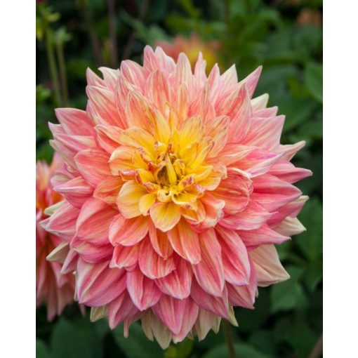 Dahlia Wandas Aurora - Dália