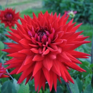 Dahlia Wittemans Best - Dália