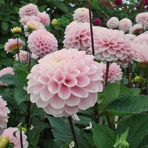 Dahlia Wizard of Oz - Dália