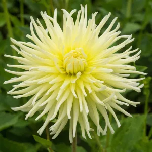 Dahlia Yellow Star - Dália