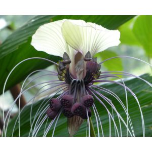 Tacca chantrieri Nivea (I.) - Denevérvirág