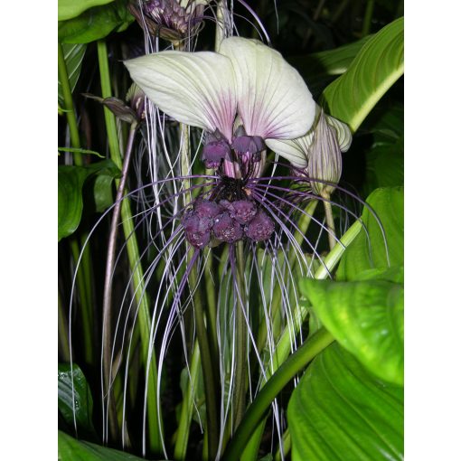 Tacca integrifolia - Denevérvirág