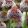 Allium Forelock - Díszhagyma