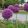 Allium giganteum - Díszhagyma