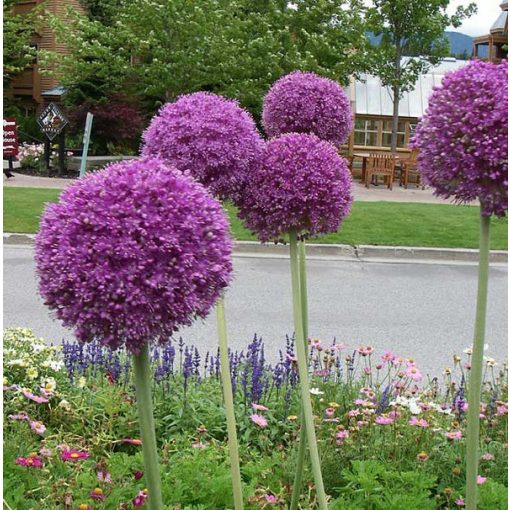 Allium giganteum - Díszhagyma