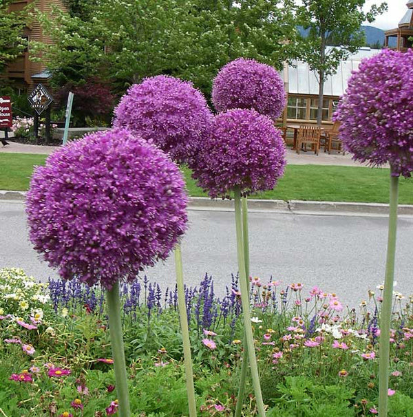 díszhagyma allium giganteum királykert vir