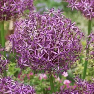 Allium Metallic Shine - Díszhagyma