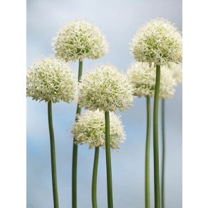 Allium Mont Blanc - Díszhagyma