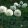 Allium Mount Everest - Díszhagyma