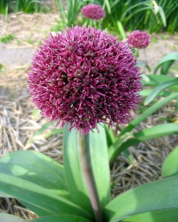 díszhagyma allium ostara királykert virágh