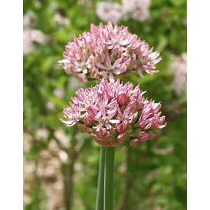 Allium nigrum Pink Jewel - Díszhagyma