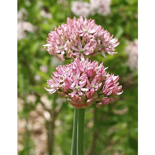 Allium nigrum Pink Jewel - Díszhagyma