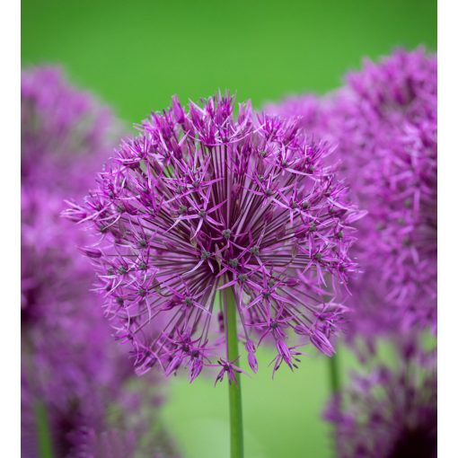 Allium Purple Rain - Díszhagyma