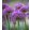 Allium Violet Beauty - Díszhagyma