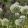 Allium altissimum Album - Díszhagyma