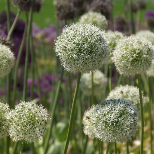 Allium altissimum Album - Díszhagyma